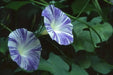 Morning Glory Seeds - Flying Saucers (Ipomoea Tricolor Flying Saucers)  Flowers Seeds ! - Caribbean garden seed