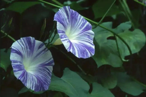 Morning Glory Seeds - Flying Saucers (Ipomoea Tricolor Flying Saucers)  Flowers Seeds ! - Caribbean garden seed