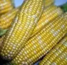 MONTAUK Bi-Color Sweet Corn SEEDS,annual vegetable - Caribbean garden seed