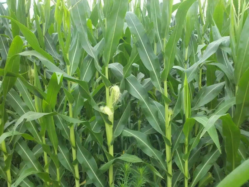 MONTAUK Bi-Color Sweet Corn SEEDS,annual vegetable - Caribbean garden seed