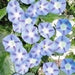 Morning Glory Seeds - Caprice (Ipomoea Purpurea Caprice) Flowers Seeds ! - Caribbean garden seed