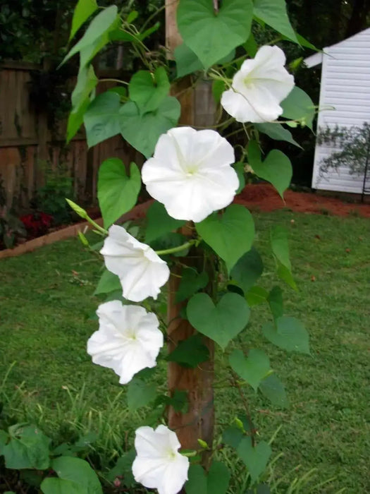 Moonflower HEIRLOOM Seeds (Ipomoea alba) White Trumpet Fragrant Blooms ! - Caribbean garden seed