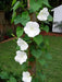 Moonflower HEIRLOOM Seeds (Ipomoea alba) White Trumpet Fragrant Blooms ! - Caribbean garden seed