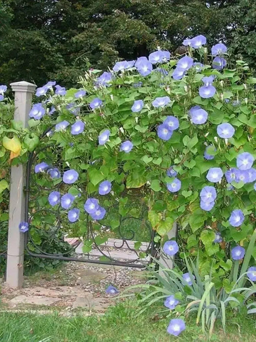 Morning Glory Seeds - Caprice (Ipomoea Purpurea Caprice) Flowers Seeds ! - Caribbean garden seed