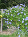 Morning Glory Seeds - Caprice (Ipomoea Purpurea Caprice) Flowers Seeds ! - Caribbean garden seed
