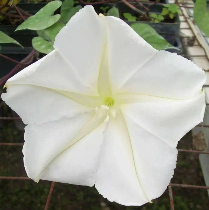 Moonflower HEIRLOOM Seeds (Ipomoea alba) White Trumpet Fragrant Blooms ! - Caribbean garden seed