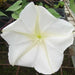 Moonflower HEIRLOOM Seeds (Ipomoea alba) White Trumpet Fragrant Blooms ! - Caribbean garden seed