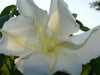 Moonflower HEIRLOOM Seeds (Ipomoea alba) White Trumpet Fragrant Blooms ! - Caribbean garden seed