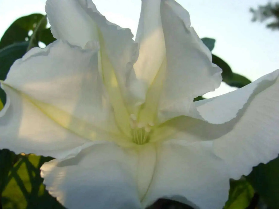 Moonflower HEIRLOOM Seeds (Ipomoea alba) White Trumpet Fragrant Blooms ! - Caribbean garden seed