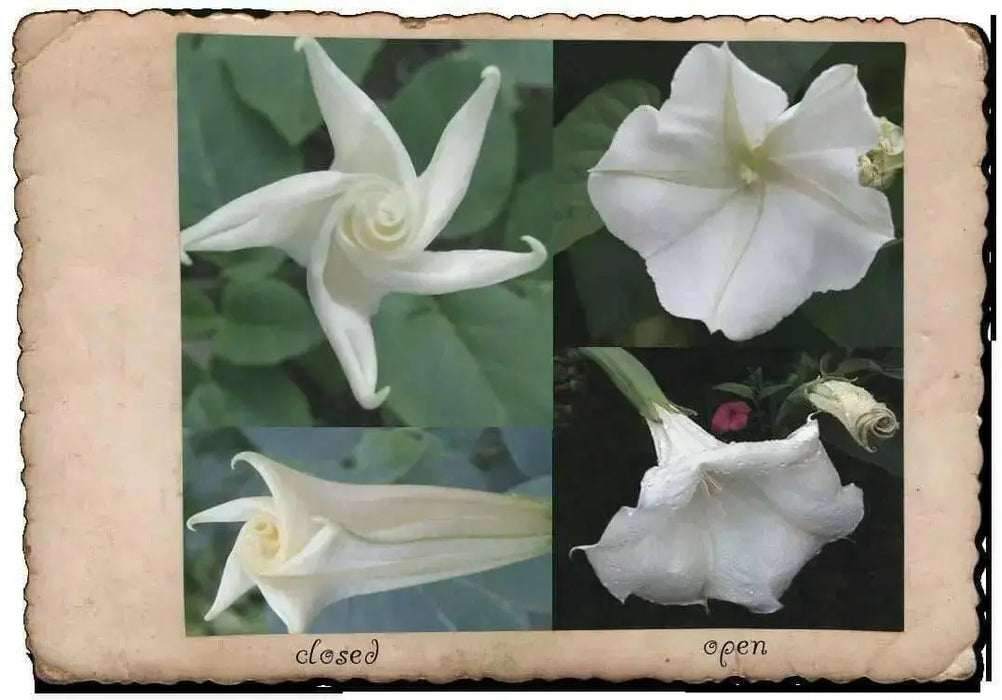 Moonflower HEIRLOOM Seeds (Ipomoea alba) White Trumpet Fragrant Blooms ! - Caribbean garden seed