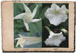 Moonflower HEIRLOOM Seeds (Ipomoea alba) White Trumpet Fragrant Blooms ! - Caribbean garden seed