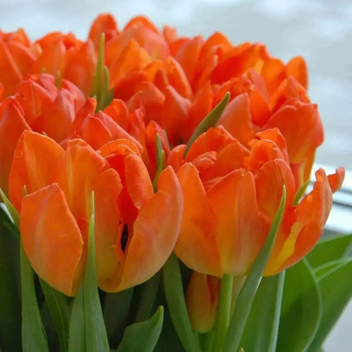 Monte Orange, Double TULIP BULB, FALL PLANTING - Caribbean garden seed