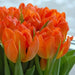 Monte Orange, Double TULIP BULB, FALL PLANTING - Caribbean garden seed