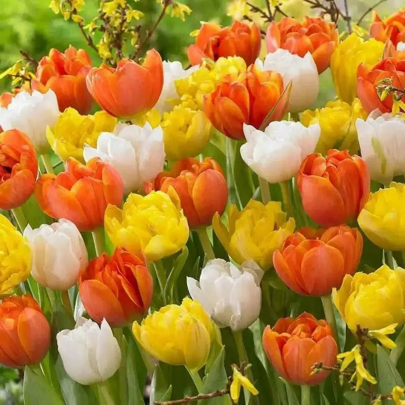 Monte Orange, Double TULIP BULB, FALL PLANTING - Caribbean garden seed