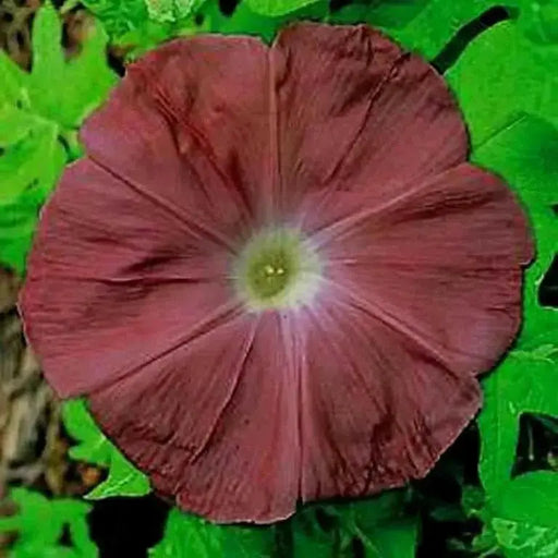 Morning Glory Seeds - Chocolate (Ipomoea Nil) FLOWERS VINE - Caribbean garden seed
