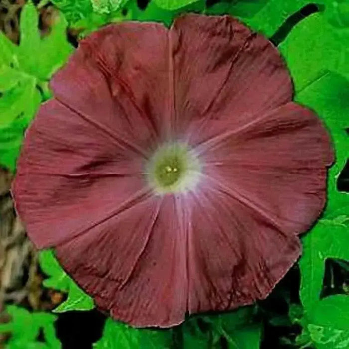 Morning Glory Seeds - Chocolate (Ipomoea Nil) FLOWERS VINE - Caribbean garden seed