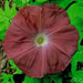Morning Glory Seeds - Chocolate (Ipomoea Nil) FLOWERS VINE - Caribbean garden seed