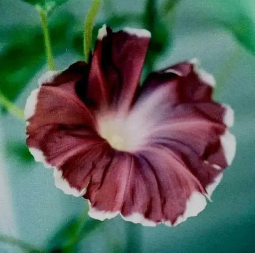 Morning Glory Seeds - Chocolate (Ipomoea Nil) FLOWERS VINE - Caribbean garden seed