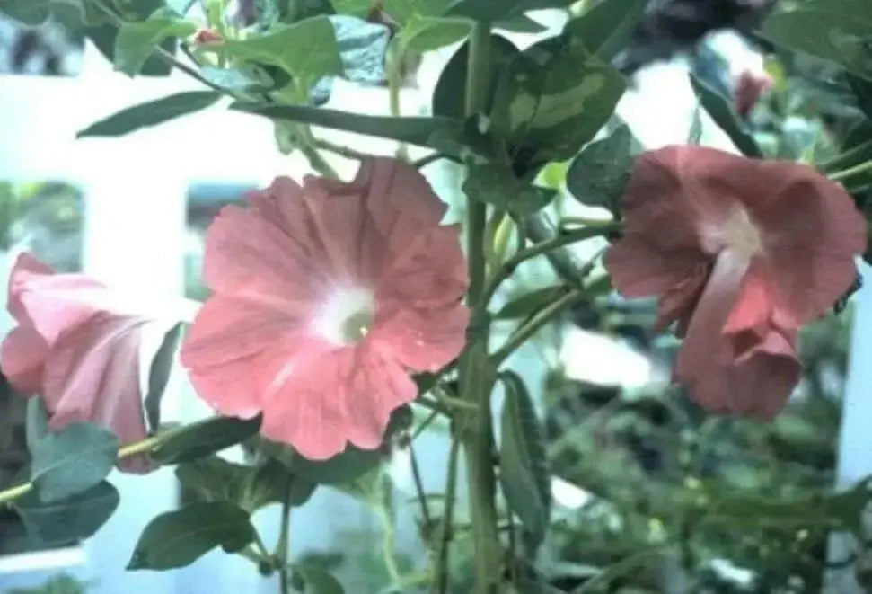 Morning Glory Seeds - Chocolate (Ipomoea Nil) FLOWERS VINE - Caribbean garden seed