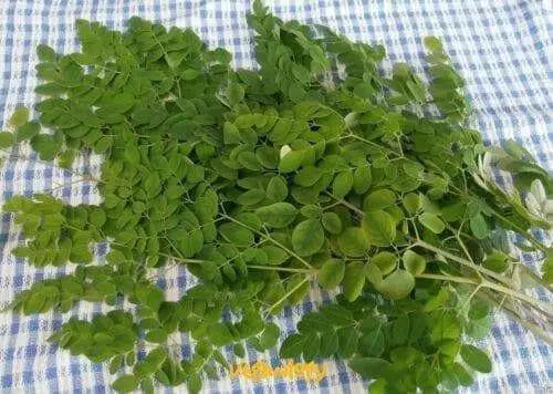 Moringa Leaf ,Dried rough cut Leaf - Caribbean garden seed