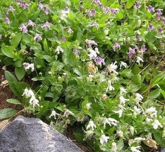 Mongolian Bells ,CLEMATIS Integrifolia - Flowers Seeds, mixture - Caribbean garden seed
