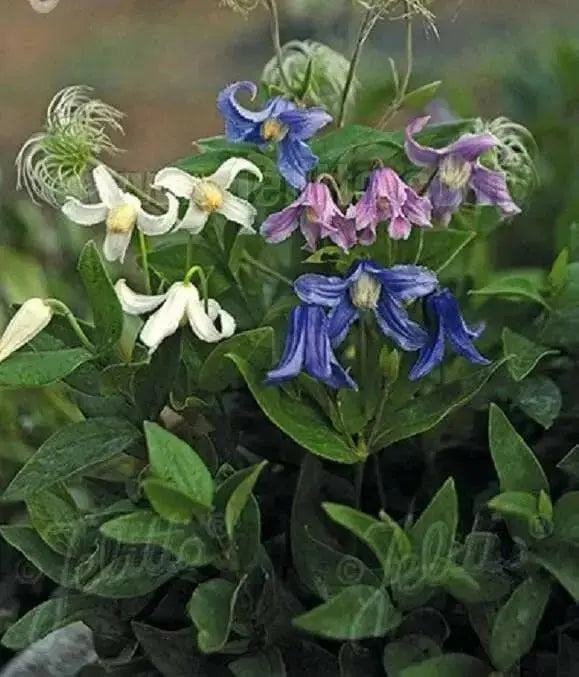 Mongolian Bells ,CLEMATIS Integrifolia - Flowers Seeds, mixture - Caribbean garden seed
