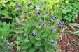 Mongolian Bells ,CLEMATIS Integrifolia - Flowers Seeds, mixture - Caribbean garden seed