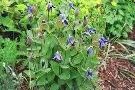 Mongolian Bells ,CLEMATIS Integrifolia - Flowers Seeds, mixture - Caribbean garden seed
