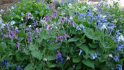 Mongolian Bells ,CLEMATIS Integrifolia - Flowers Seeds, mixture - Caribbean garden seed
