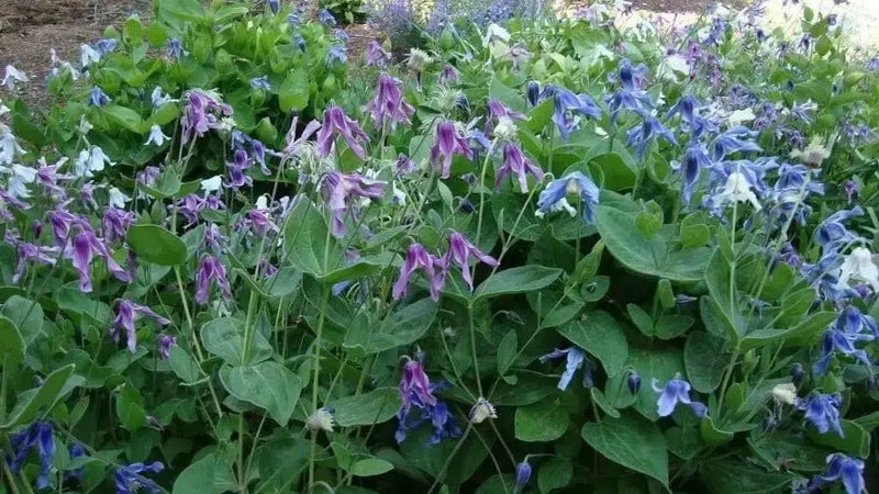 Mongolian Bells ,CLEMATIS Integrifolia - Flowers Seeds, mixture - Caribbean garden seed