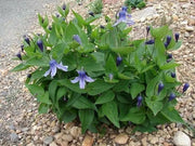 Mongolian Bells ,CLEMATIS Integrifolia - Flowers Seeds, mixture - Caribbean garden seed