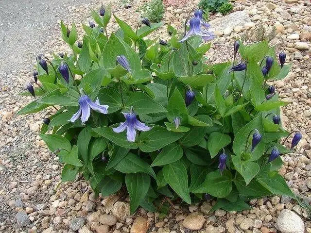 Mongolian Bells ,CLEMATIS Integrifolia - Flowers Seeds, mixture - Caribbean garden seed