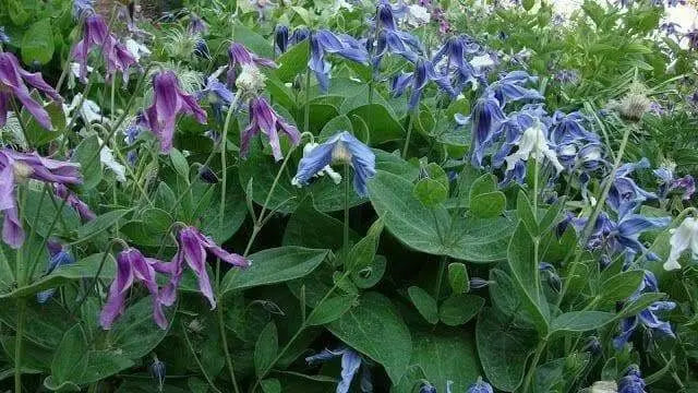 Mongolian Bells ,CLEMATIS Integrifolia - Flowers Seeds, mixture - Caribbean garden seed