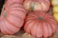 MORANGA SQUASH  SeedS, PINK PUMPKIN, WINTER SQUASH - Caribbean garden seed