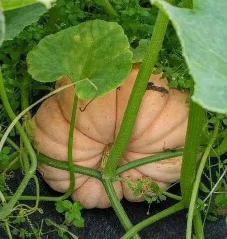 MORANGA SQUASH  SeedS, PINK PUMPKIN, WINTER SQUASH - Caribbean garden seed