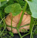 MORANGA SQUASH  SeedS, PINK PUMPKIN, WINTER SQUASH - Caribbean garden seed