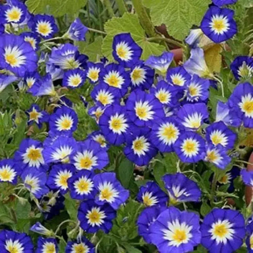 Morning Glory Seed-Dwarf Morning Glory (,Royal EnsignTricolor Minor Blue) Seeds - Caribbean garden seed