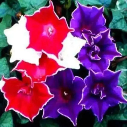 Morning Glory Seeds - Kikyo-zaki- Seeds mix - brilliant colors of red, white, and Blue ! - Caribbean garden seed