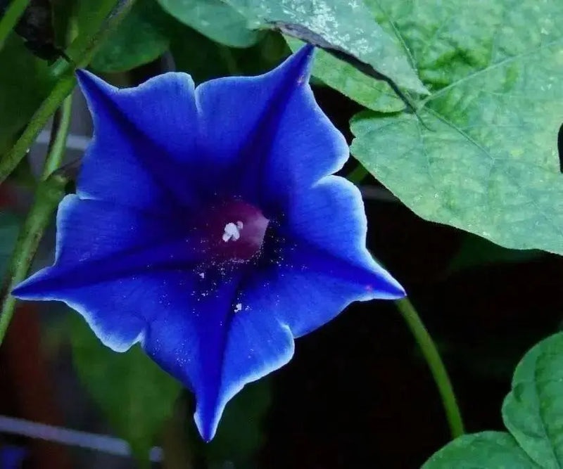 Morning Glory Seeds - Kikyo-zaki- Seeds mix - brilliant colors of red, white, and Blue ! - Caribbean garden seed