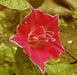 Morning Glory Seeds - Kikyo-zaki- Seeds mix - brilliant colors of red, white, and Blue ! - Caribbean garden seed