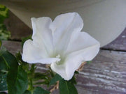 Morning Glory Seeds - Kikyo-zaki- Seeds mix - brilliant colors of red, white, and Blue ! - Caribbean garden seed
