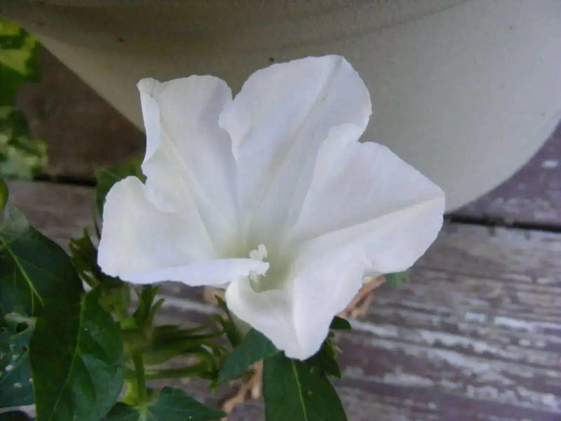 Morning Glory Seeds - Kikyo-zaki- Seeds mix - brilliant colors of red, white, and Blue ! - Caribbean garden seed