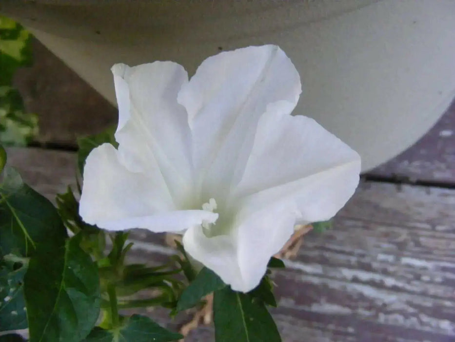 Morning Glory Seeds - Kikyo-zaki- Seeds mix - brilliant colors of red, white, and Blue ! - Caribbean garden seed