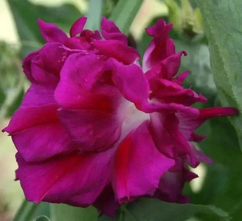 Morning Glory Seeds - Japanese  Morning Glory (Ipomoea Nil pink- Seeds ) Pink Feathers Morning Glory ! - Caribbean garden seed