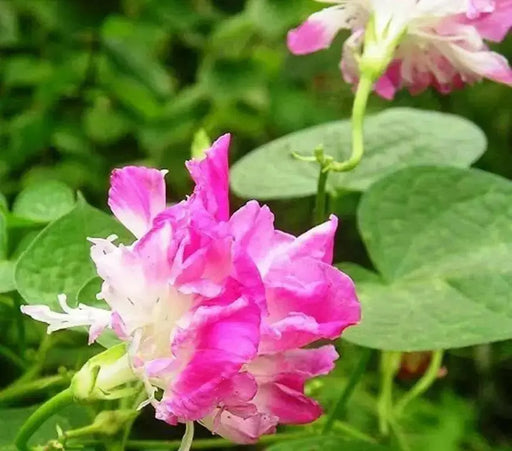 Morning Glory Seeds - Japanese  Morning Glory (Ipomoea Nil pink- Seeds ) Pink Feathers Morning Glory ! - Caribbean garden seed