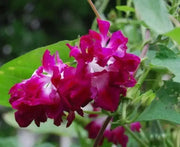 Morning Glory Seeds - Japanese  Morning Glory (Ipomoea Nil pink- Seeds ) Pink Feathers Morning Glory ! - Caribbean garden seed