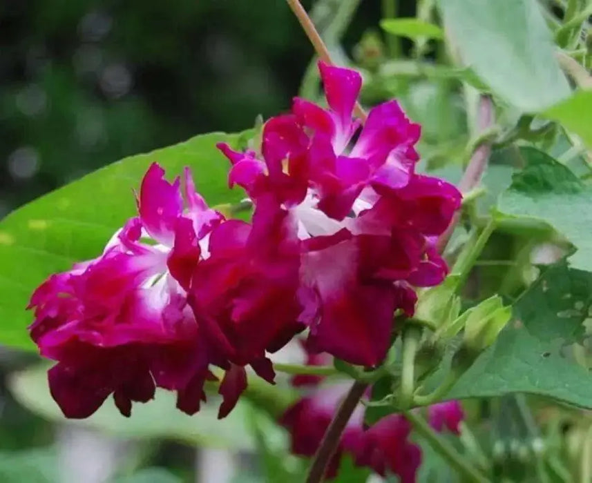 Morning Glory Seeds - Japanese  Morning Glory (Ipomoea Nil pink- Seeds ) Pink Feathers Morning Glory ! - Caribbean garden seed