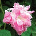 Morning Glory Seeds - Japanese  Morning Glory (Ipomoea Nil pink- Seeds ) Pink Feathers Morning Glory ! - Caribbean garden seed