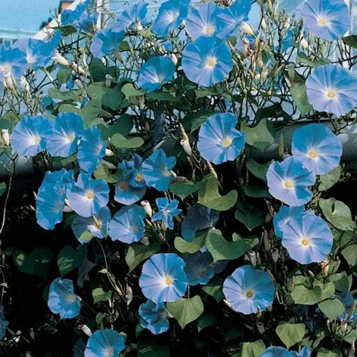 Morning Glory SEEDS (heavenly Blue ) FLOWERS VINE - Caribbean garden seed