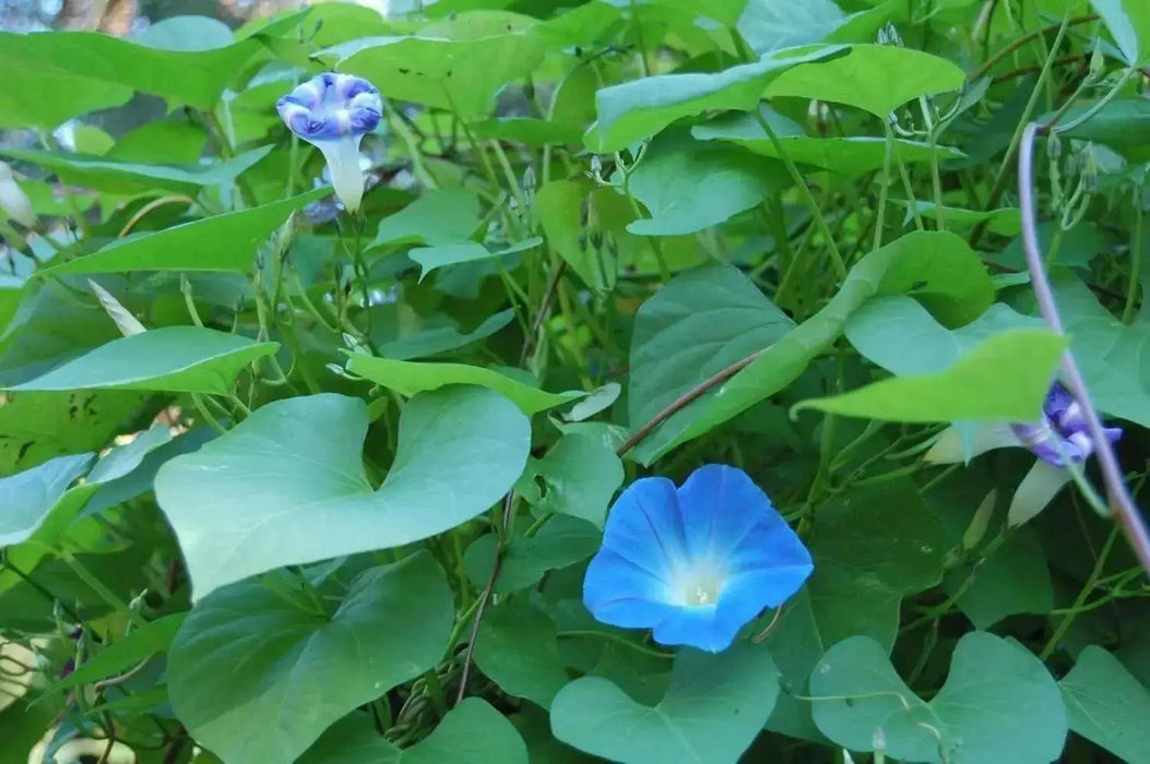 Morning Glory SEEDS (heavenly Blue ) FLOWERS VINE - Caribbean garden seed